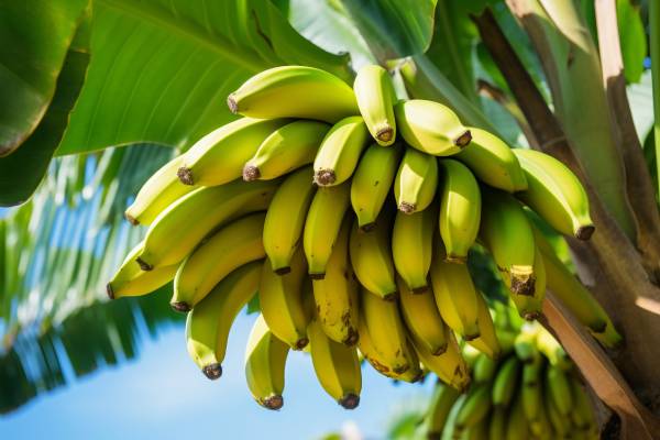 Flerimo Agro Raw Bananas