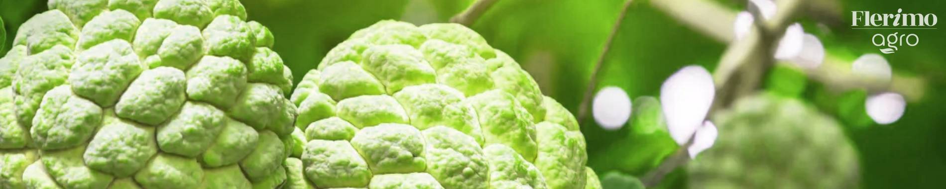 Agro Banner